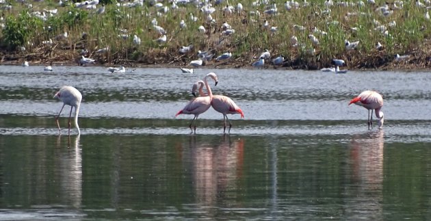 Flamingo's in het Zwillbrock