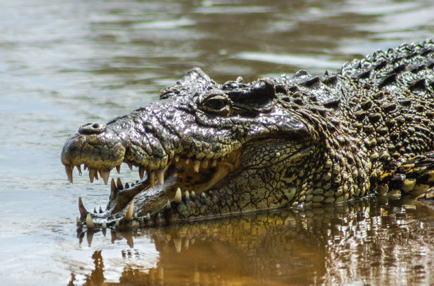 Cubaanse krokodil
