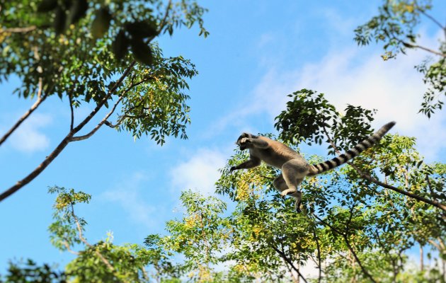 jumping lemur