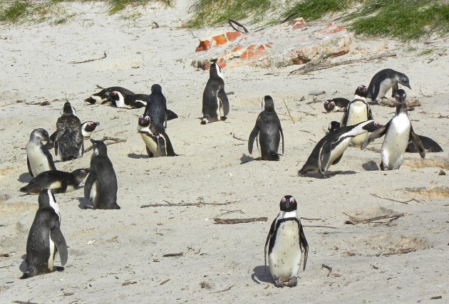 Pinguins op het strand