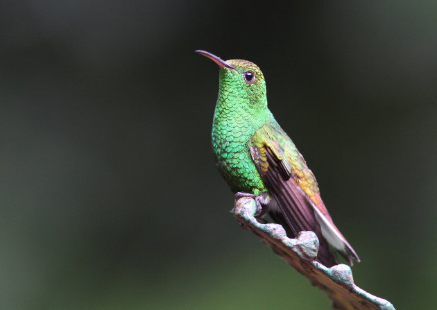 Kolibrie bij Monte Verde  