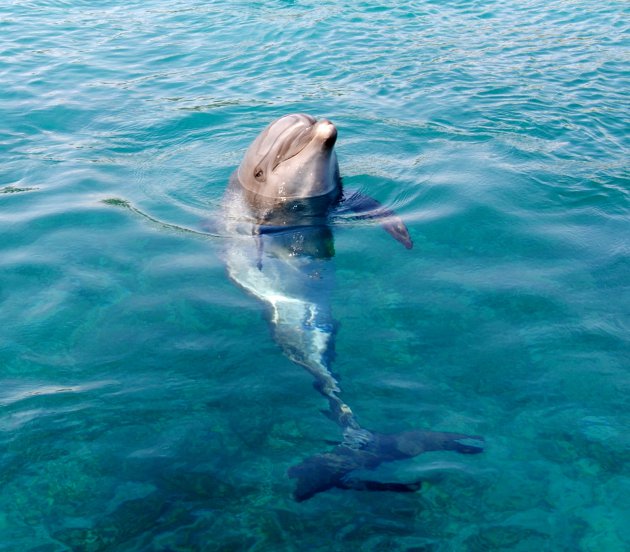 Dolphin Reef bij Eilat.