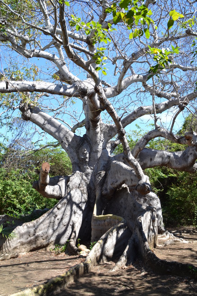 Kapok-boom van 800 jaar oud