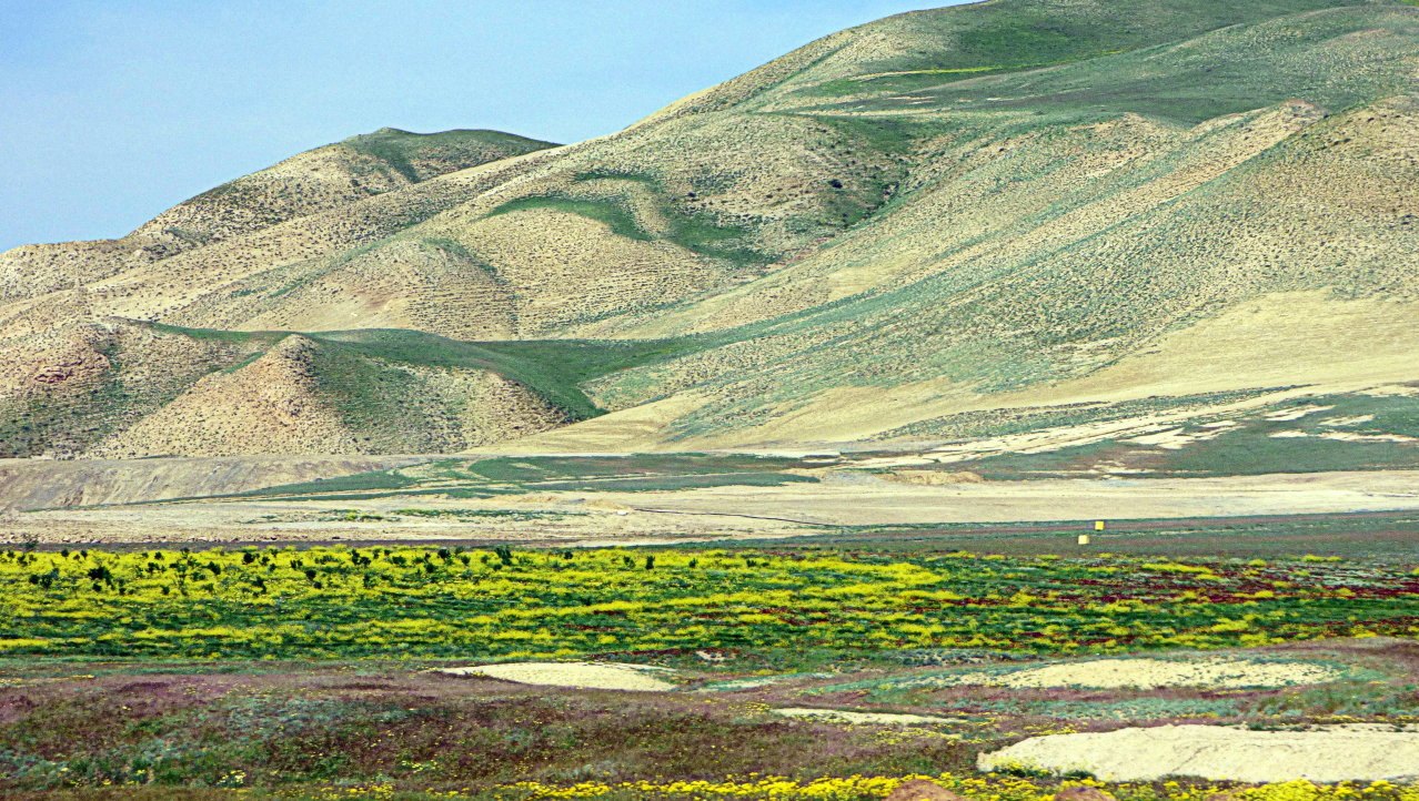 Halfwoestijn in bloei