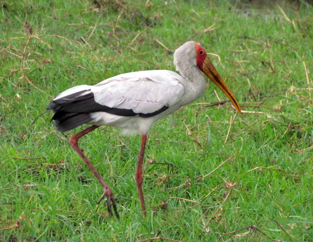 Marabou-stork