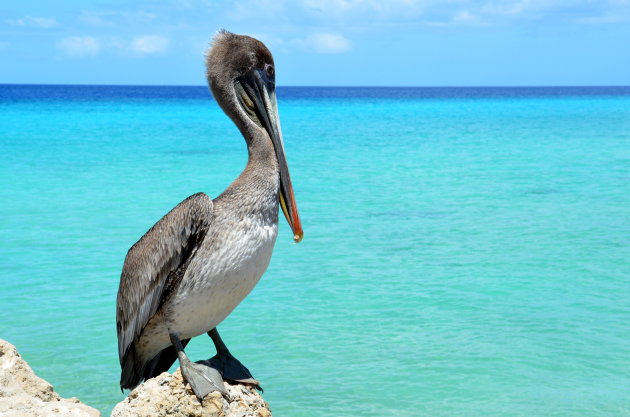 Grote pelikaan op Bonaire