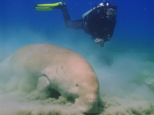 De grote en grootse dugong