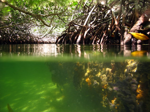 Boven en onder de mangrove