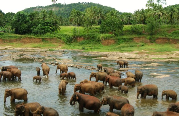 Pinnawela olifanten weeshuis