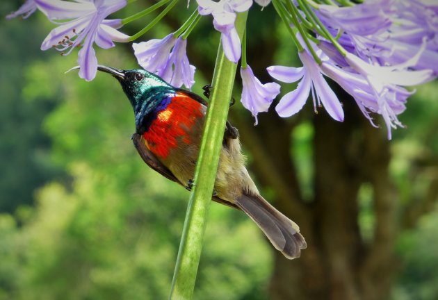 Sunbird en Argapanthus