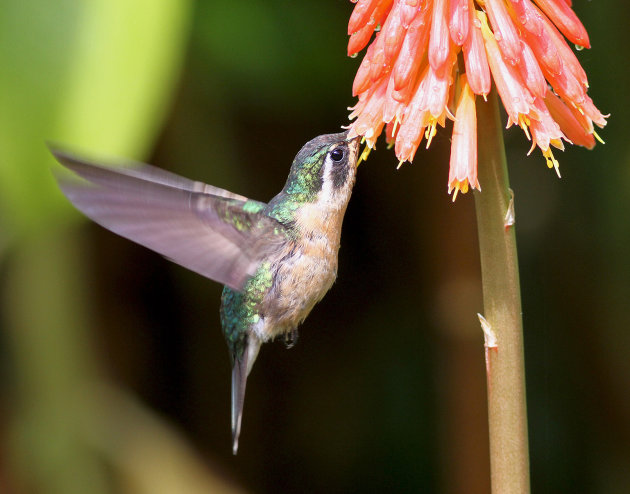 Kolibrie op zoek naar nectar. 