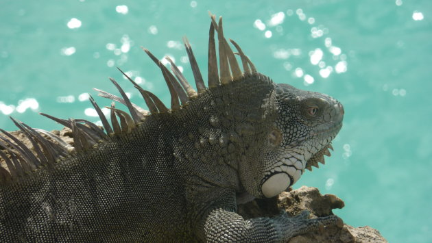 Iguana op Bonaire