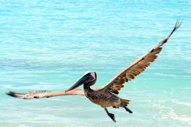 Vlucht van de pelikaan