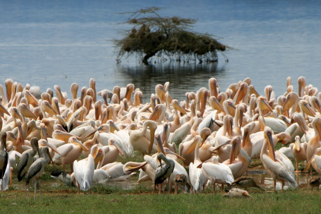veel pelikanen