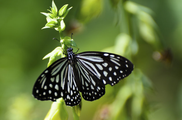 Vlinder in zwart/wit