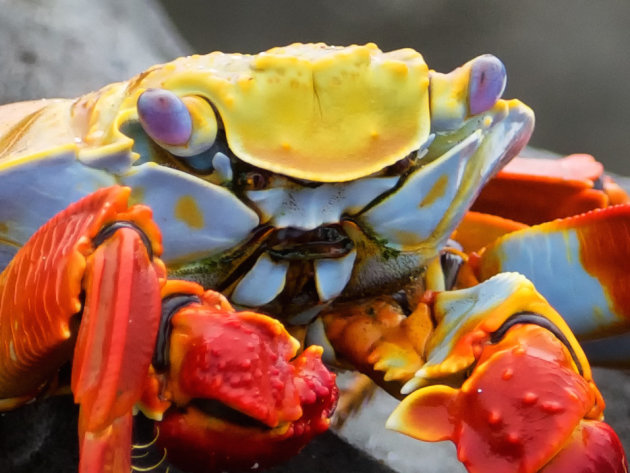 Sally Lightfoot crab Closeup