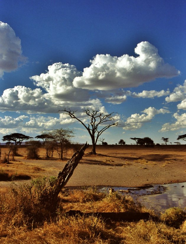 Wolkenpartij Serengeti