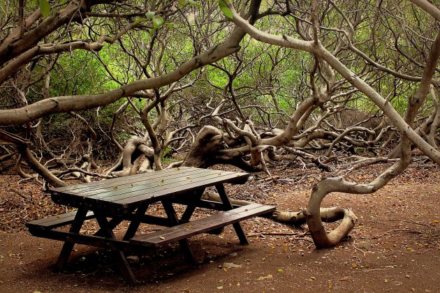 Een Jungle-Picknick op... Curaçao??