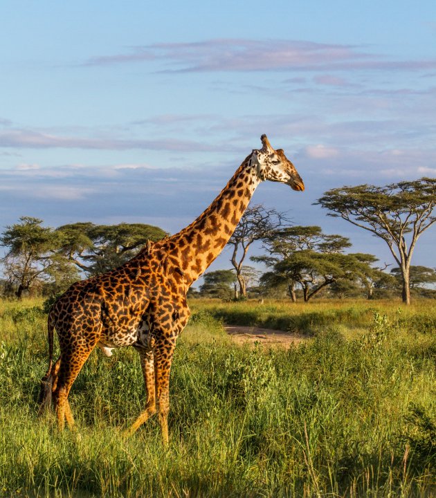giraf in opgefriste savanne