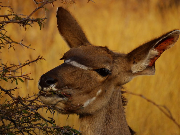Kudu aan de maaltijd. 