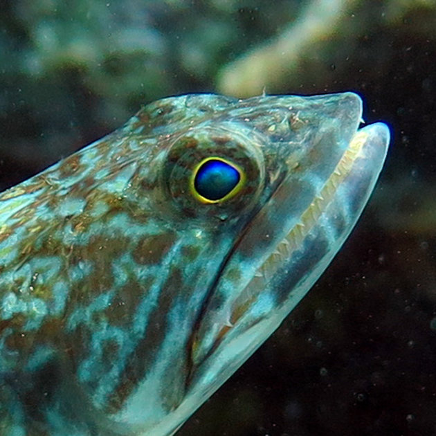 Lizardfish tijdens het duiken op Bonaire
