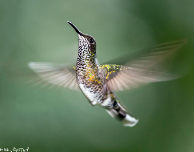  Rivolie kolibrie