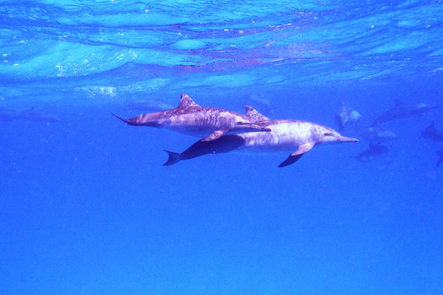 Langsnuit dolfijnen