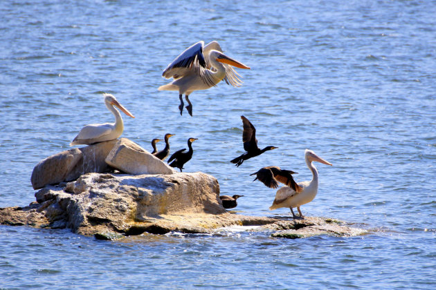 Kroeskop pelikanen spotten