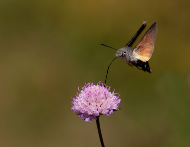 Kolibrie Vlinder
