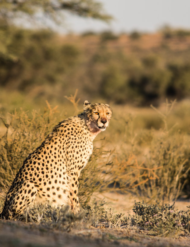 Cheetah in Kgalagadi Transfrontier Park