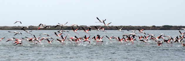 Flamingo's nabij Gruissan