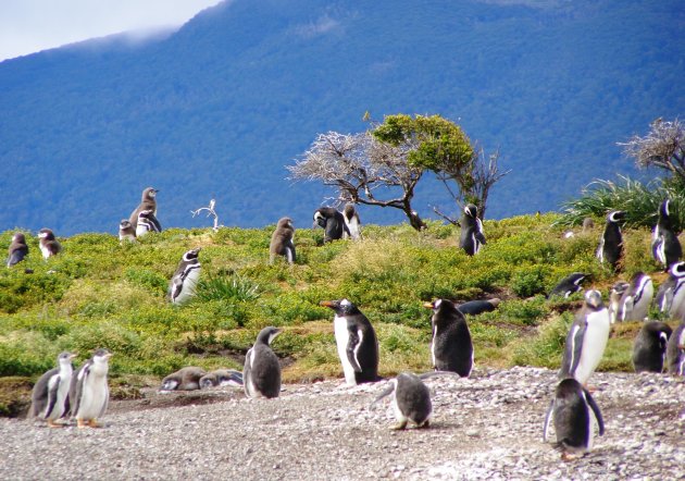 pinguins op Vuurland