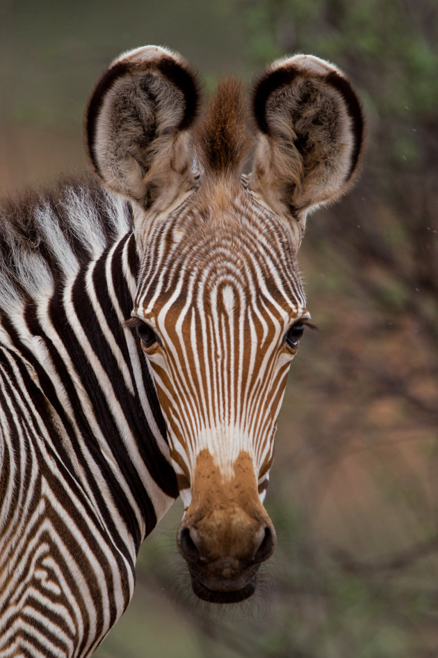 jonge grevy zebra