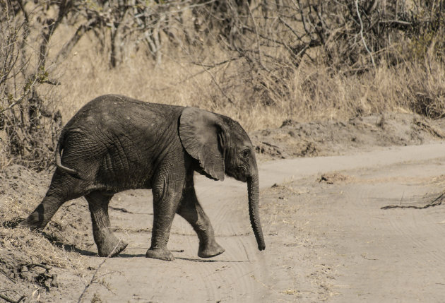 Schattig olifantje