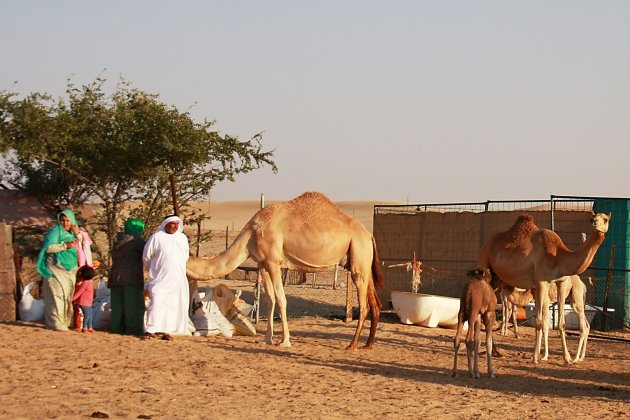 Op zoek naar een kameel