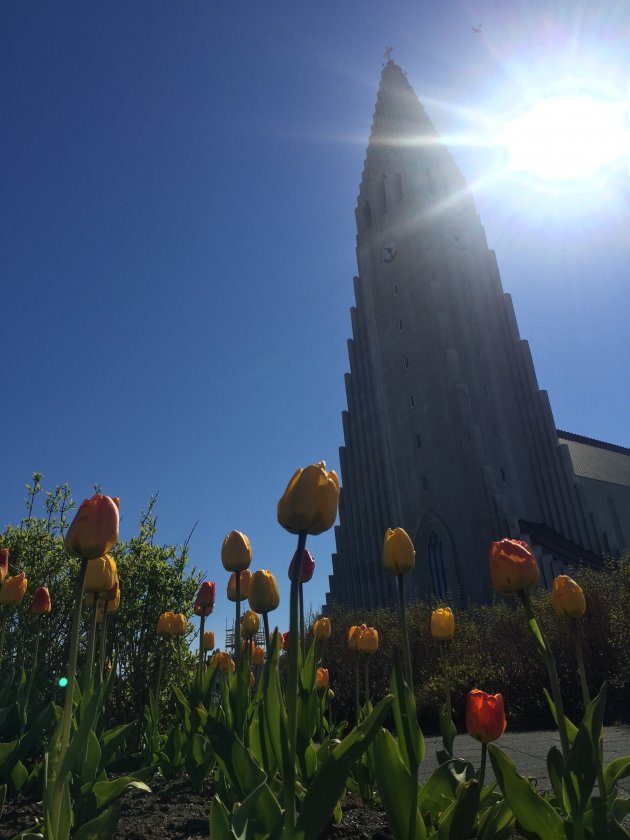 Tulpen uit Reykjavik