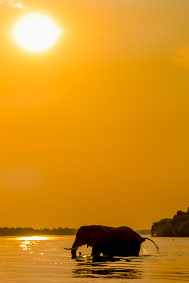 olifant bij sunset