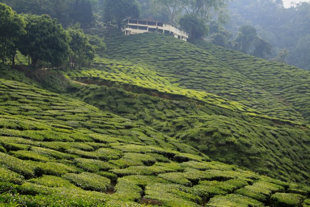 Cameron Bharat Tea Estate