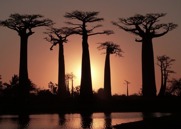 Sunset met baobab bomen