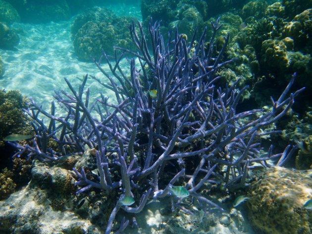 Heel kwetsbaar hard koraal