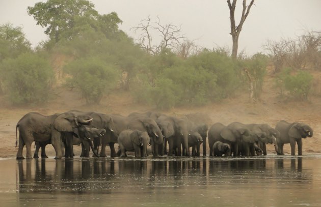 Dorstige olifanten in de Caprivi Strip
