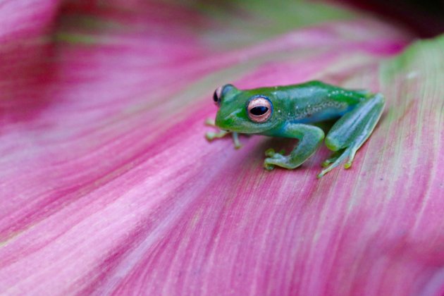 Boophis Luteus