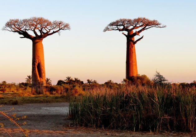 De eerste baobabs