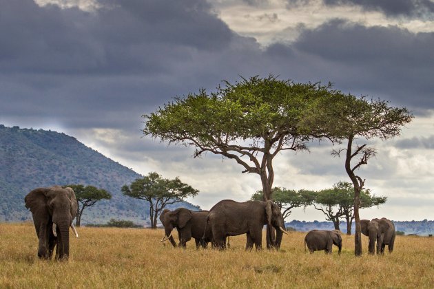 donkere wolken boven de olifanten