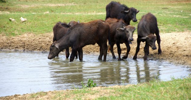 Jonge buffels