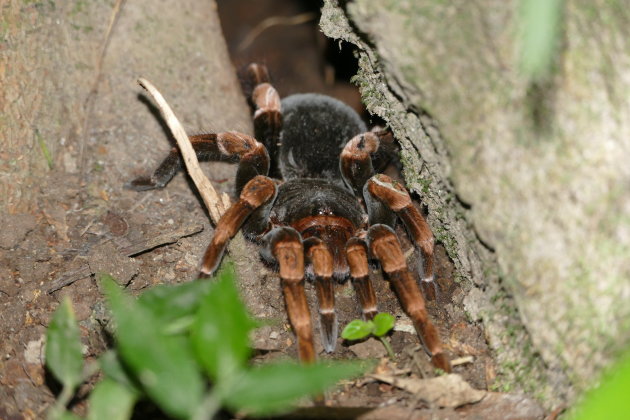 Tarantula bij Rincon de la Vieja