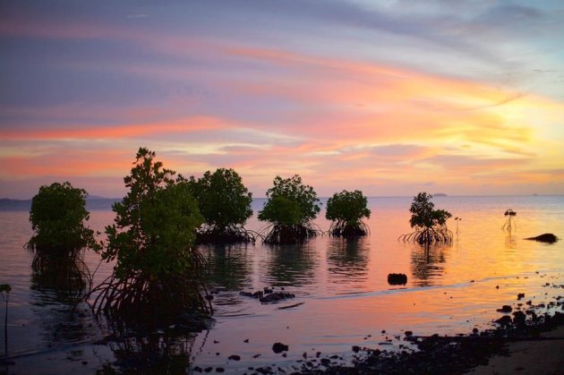 Mangrove bij zonsondergang