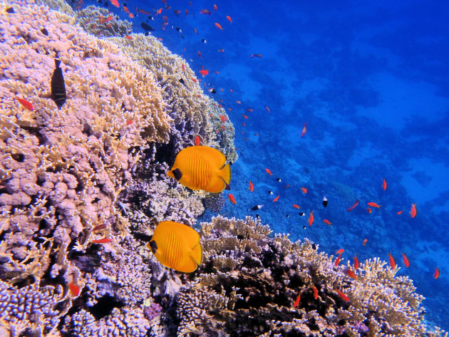 Gele koraal vlinders