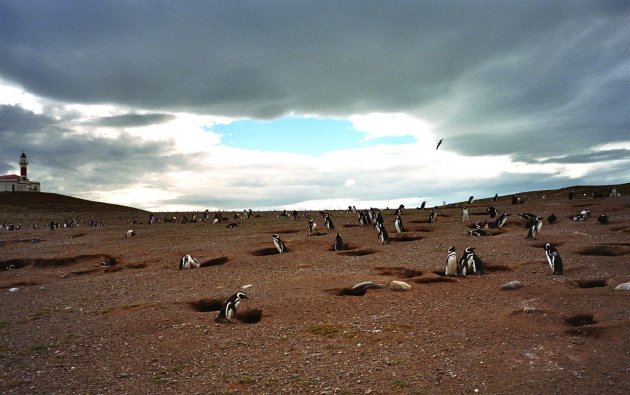 Pinguïn-eiland