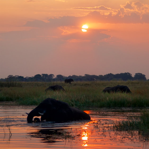 Badende olifant bij zonsondergang 